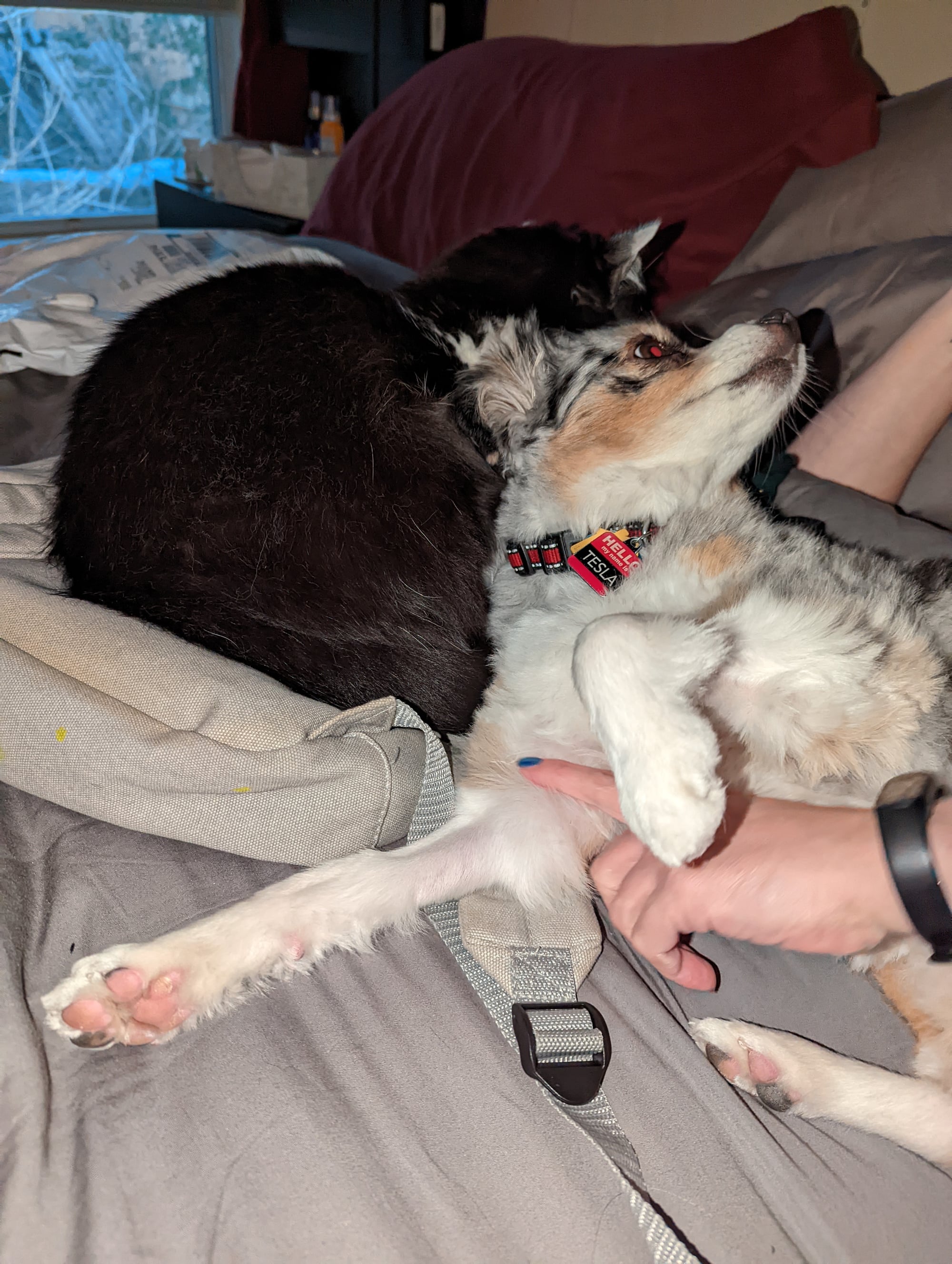 Pet sitting in South Austin: Overnight Dog Boarding Austin 03