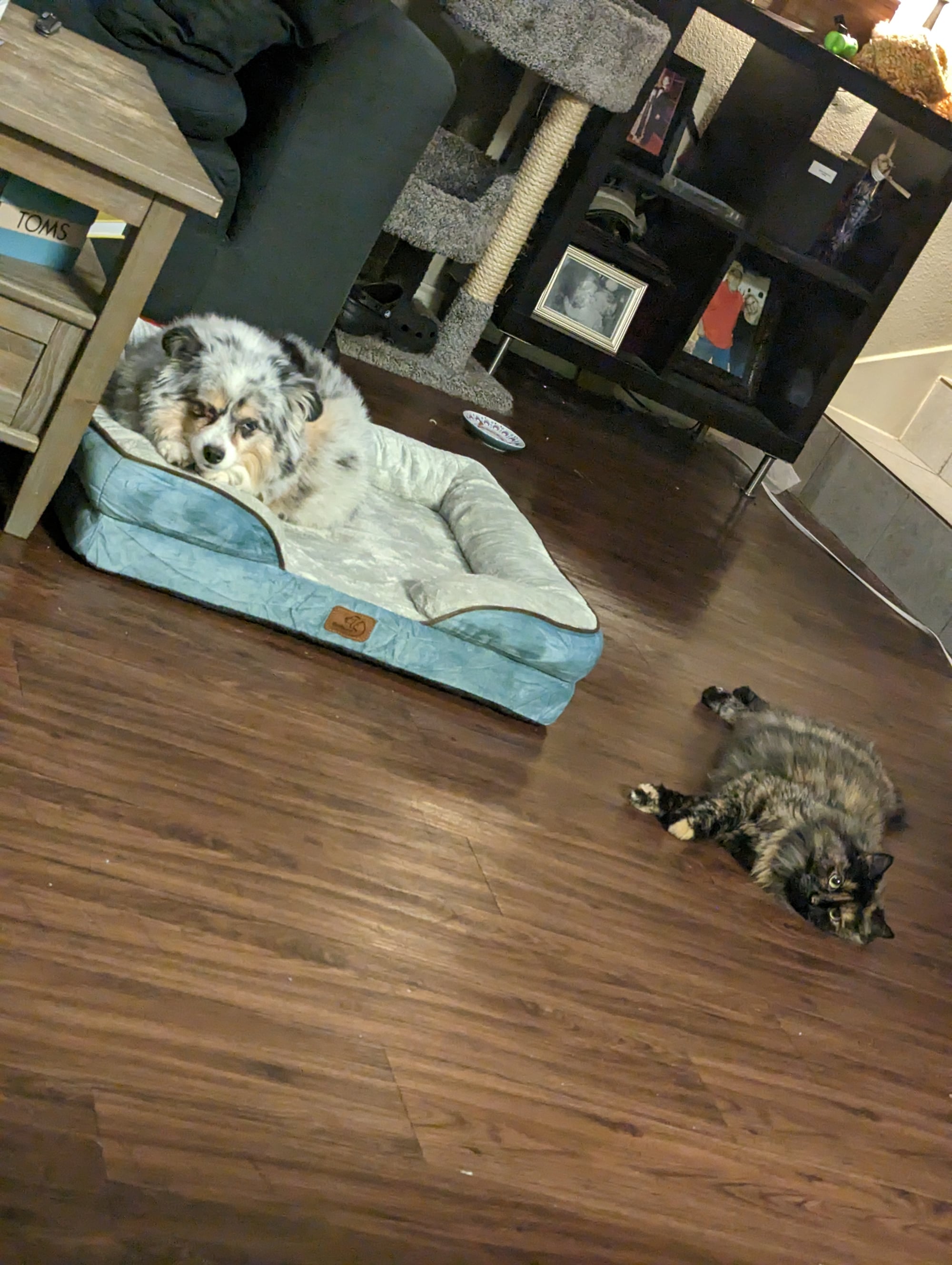 Pet sitting in South Austin: South Austin Cat Sitting 01