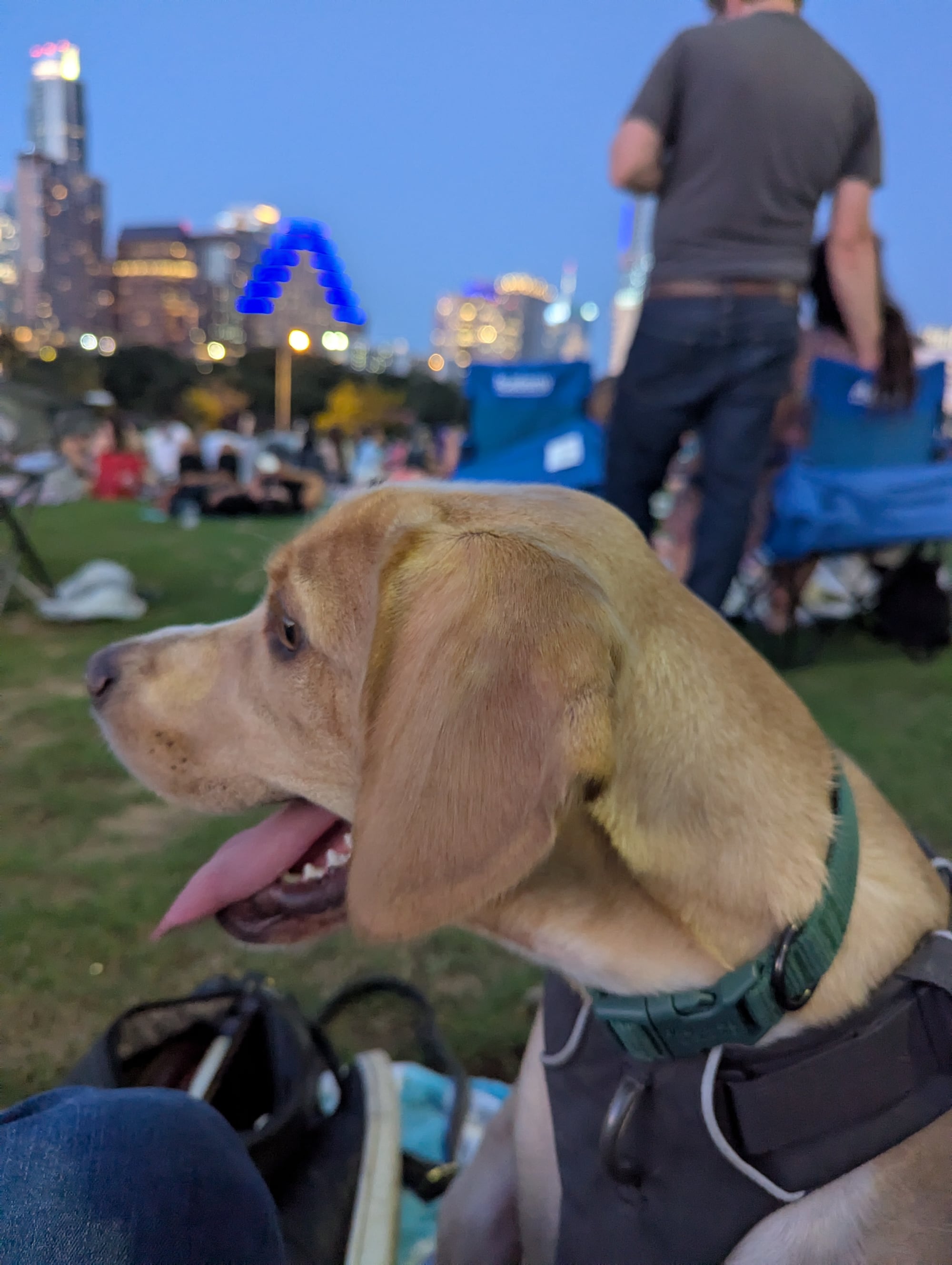 Pet sitting in South Austin: South Austin Dog Walking 03